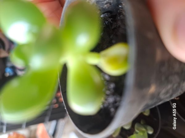 Identificação da planta suculenta por foto