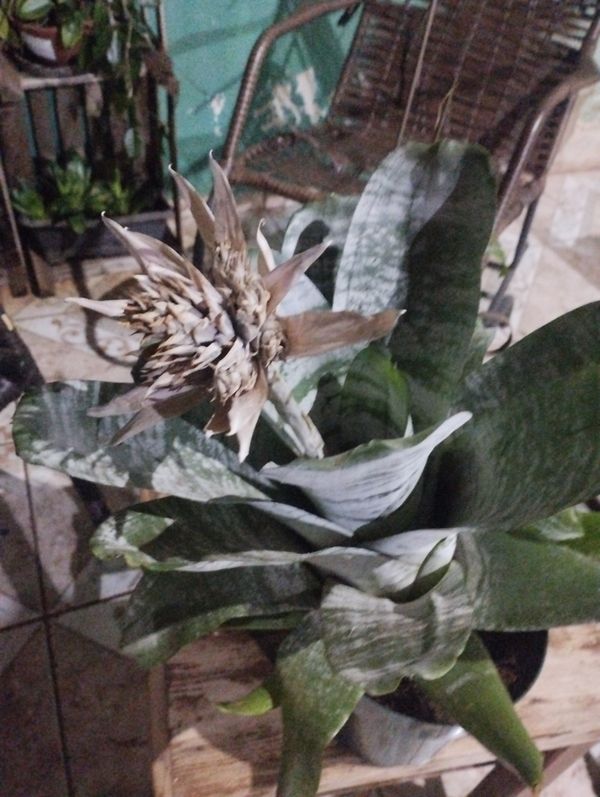 Identificação da planta Bromélia por foto