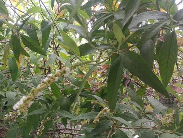 Identificação da planta Erva baleeira por foto