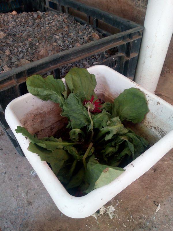 Identificação da planta Gérbera por foto