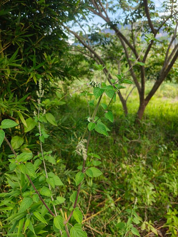 Identificação da planta Betônica por foto