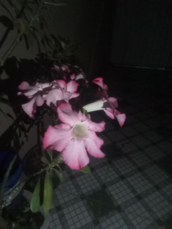 Identificação da planta Rosa do deserto por foto