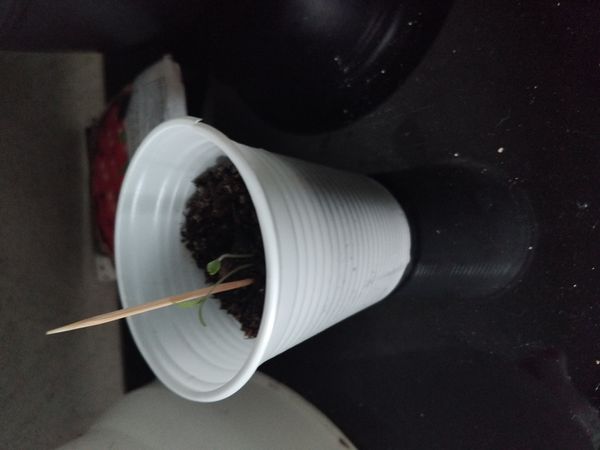Identificação da planta Planta da amizade por foto