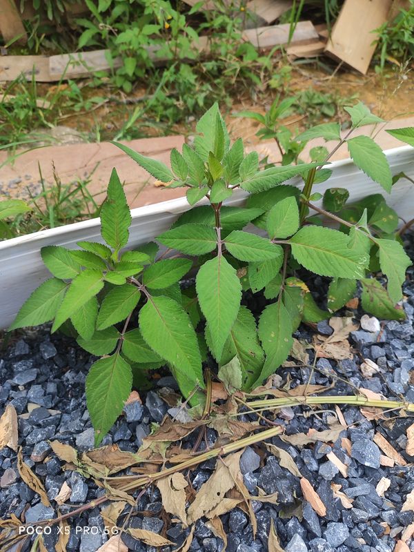 Identificação da planta Picão-preto por foto
