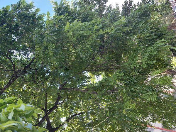 Identificação da planta Amburana por foto