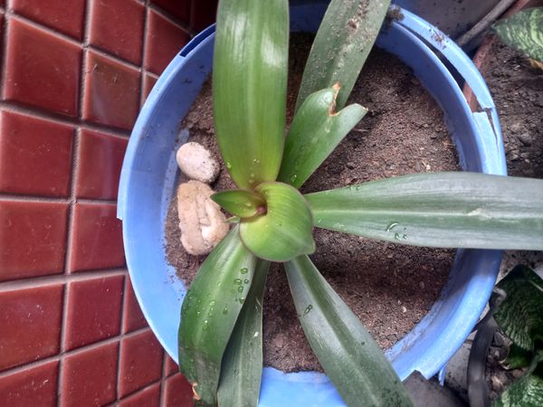 Identificação da planta Abacaxi-roxo por foto