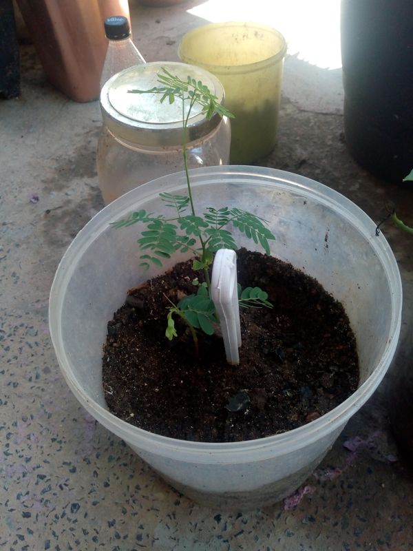 Identificação da planta Tamarindo por foto