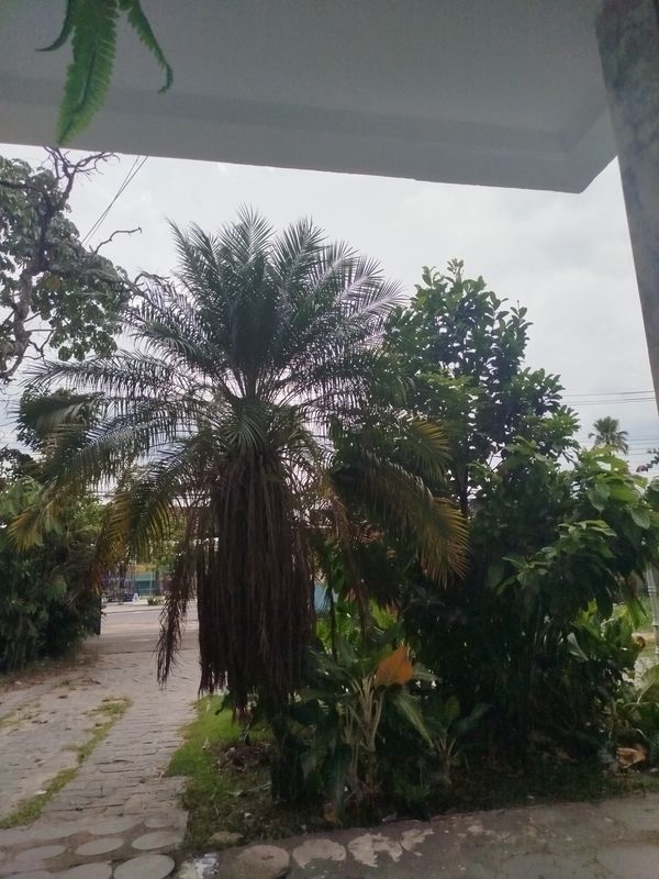 Identificação da planta Palmeira-dama por foto