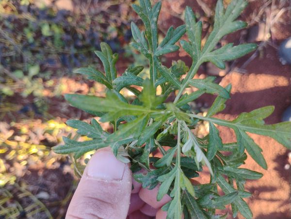 Identificação da planta artemísia por foto
