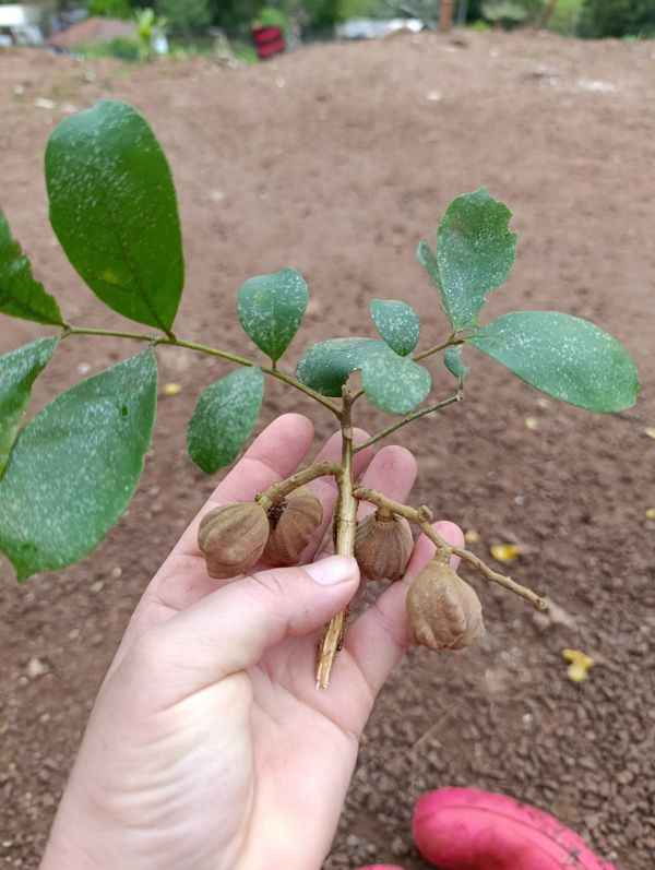 Identificação da planta Cedroína por foto