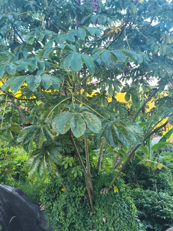 Identificação da planta Embaúba do brejo por foto