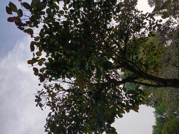 Identificação da planta Ipê Rosa por foto