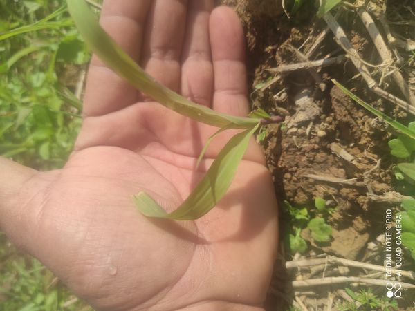Identificação da planta capim-flutuante por foto