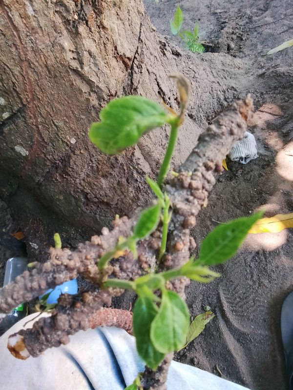 Identificação da planta Sem nome popular conhecido no Brasil por foto