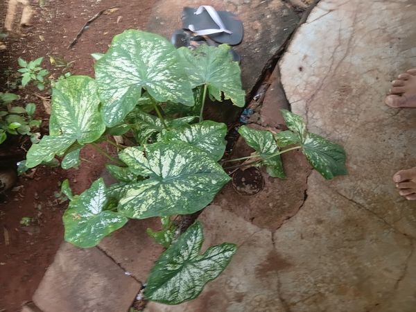 Identificação da planta Tinhorão por foto