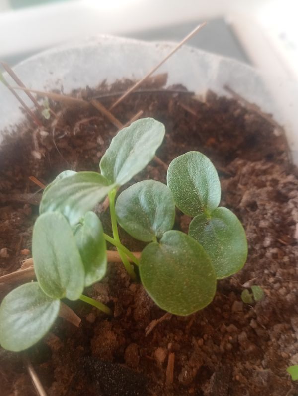 Identificação da planta Pepino por foto
