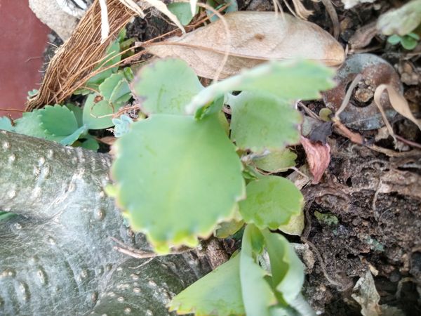 Identificação da planta Planta-panda por foto