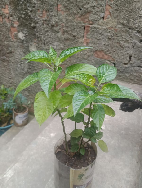 Identificação da planta Pimenta-de-cheiro por foto