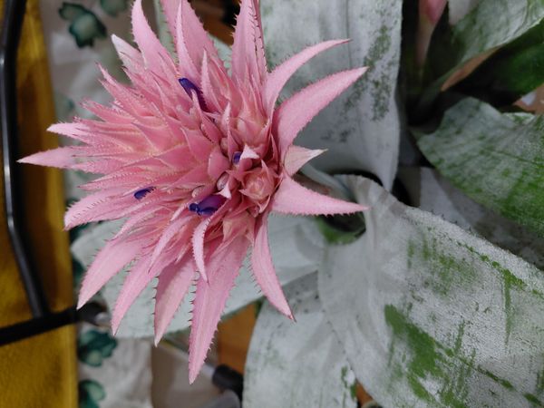Identificação da planta Bromélia por foto