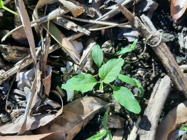 Identificação da planta Amaranto por foto