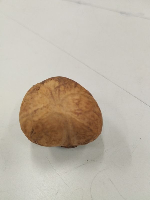 Identificação da planta abiurana por foto
