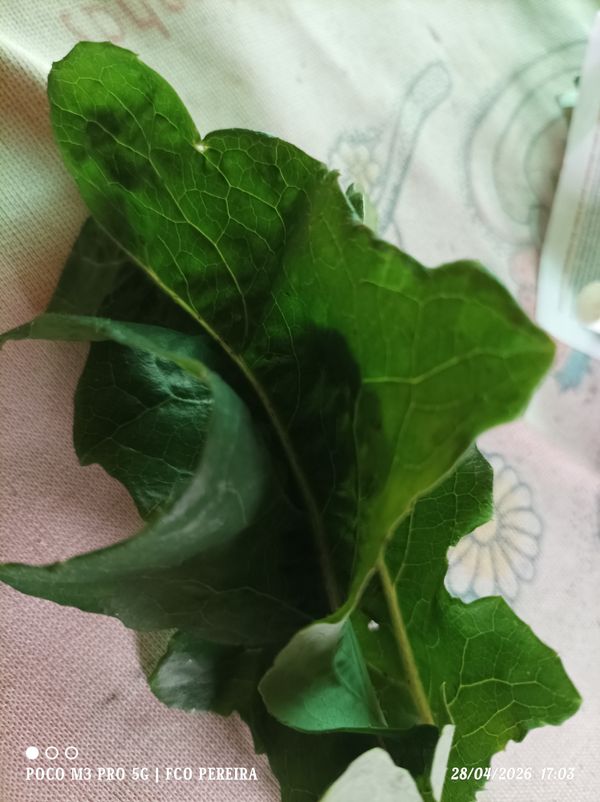 Identificação da planta Canola por foto