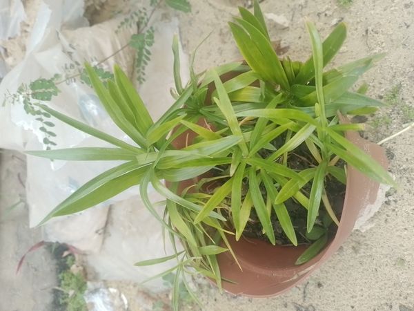 Identificação da planta Lírio-de-tigre por foto
