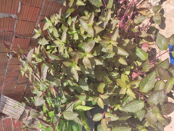 Identificação da planta Bredo por foto