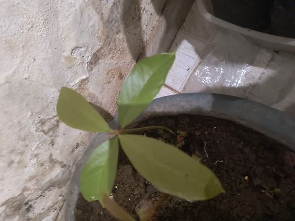 Identificação da planta Jambo por foto