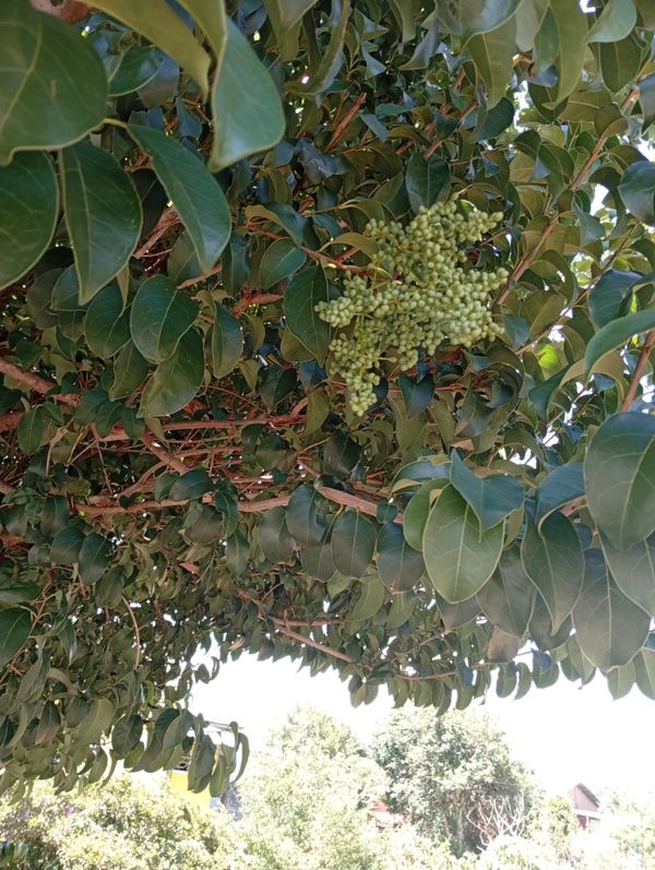 Identificação da planta Troféu por foto