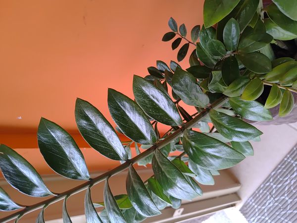 Identificação da planta Zamioculcas por foto