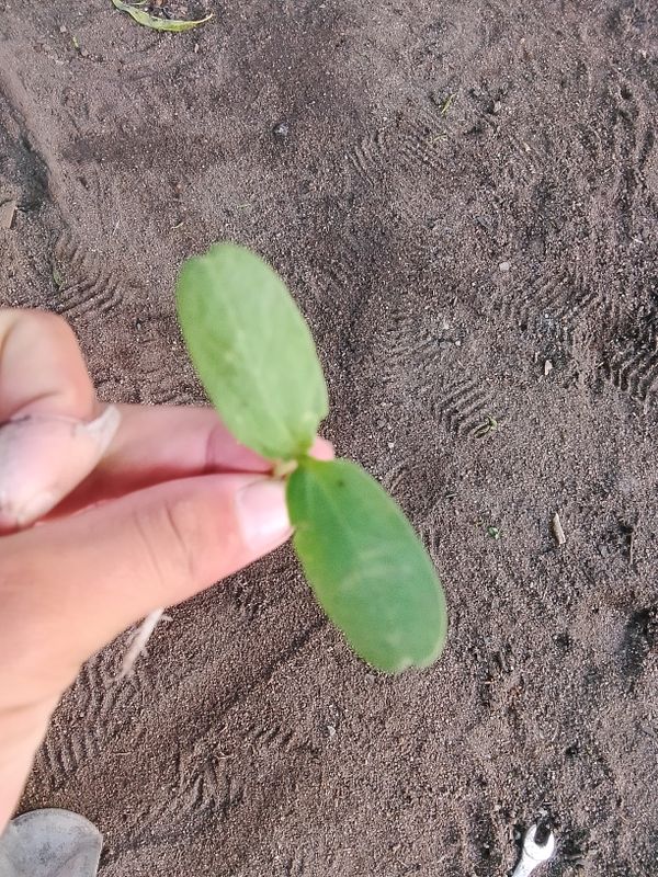 Identificação da planta Pepino por foto