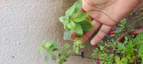 Identificação da planta Marmelinho por foto