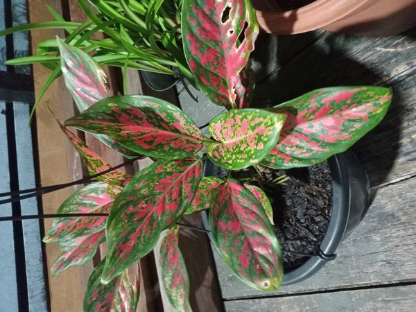 Identificação da planta Café de Salão por foto