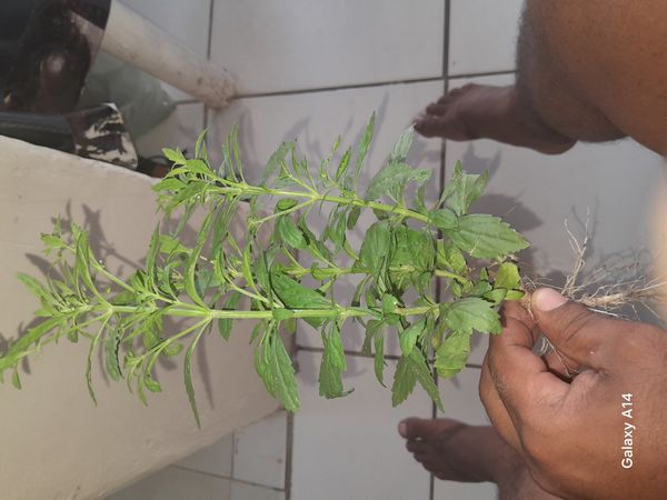 Identificação da planta Vassourinha por foto