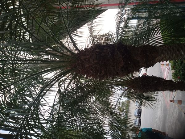 Identificação da planta Palmeira-dama por foto