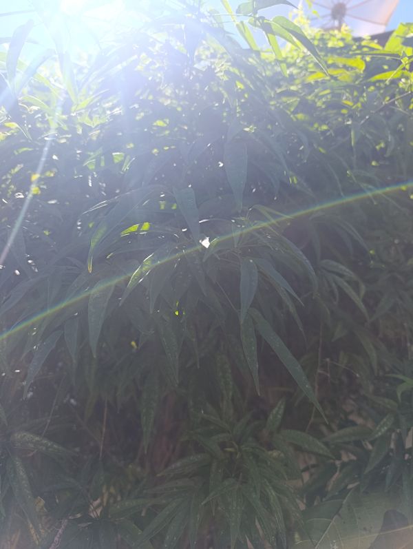 Identificação da planta Crajirú por foto