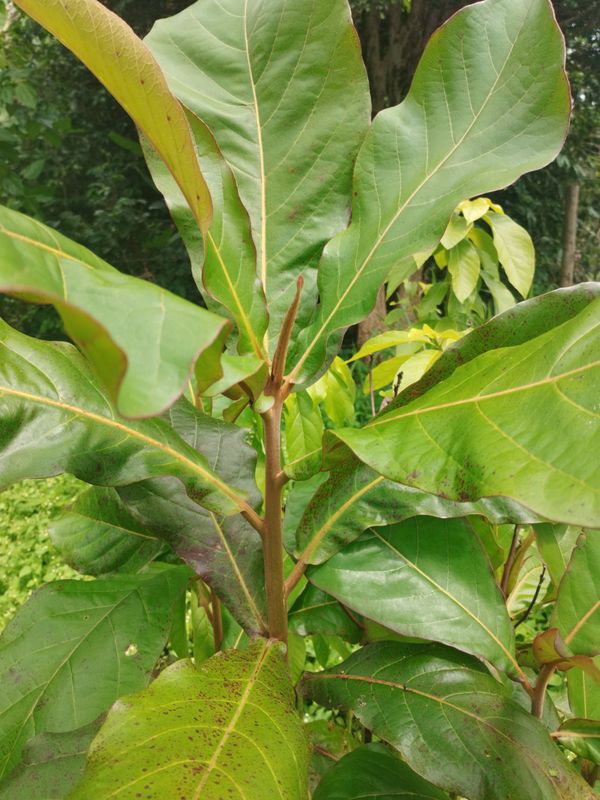 Identificação da planta Amendoeira-da-praia por foto
