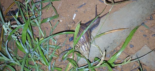 Identificação da planta Capim-da-praia por foto