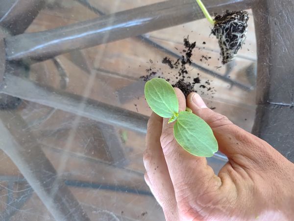 Identificação da planta Pepino por foto