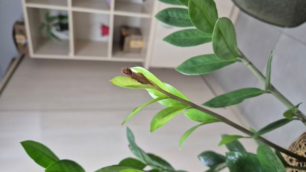 Identificação da planta Zamioculcas por foto