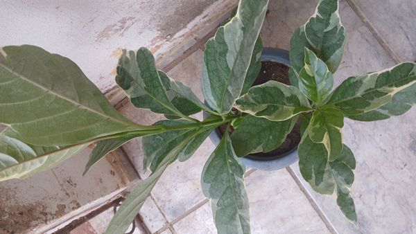 Identificação da planta Crota por foto