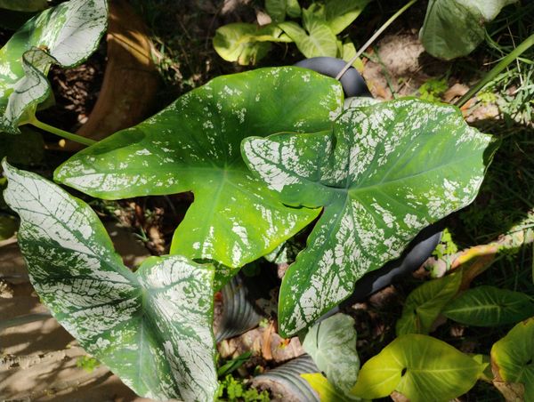 Identificação da planta Tinhorão por foto