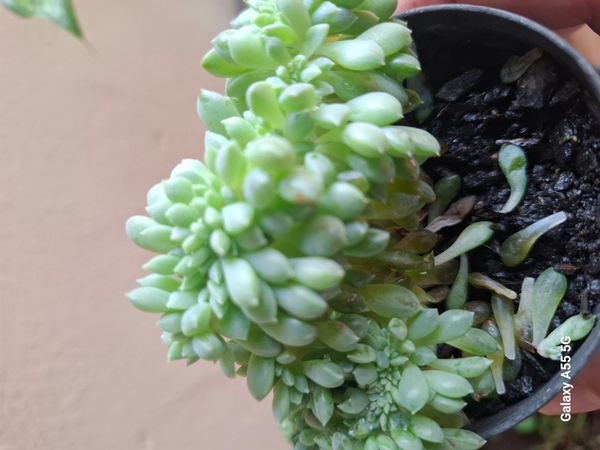 Identificação da planta Echeveria prolífica por foto