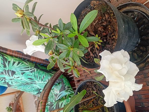 Identificação da planta Azaleia por foto