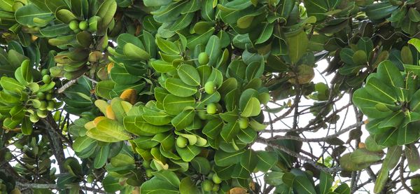 Identificação da planta Abricó-de-praia por foto