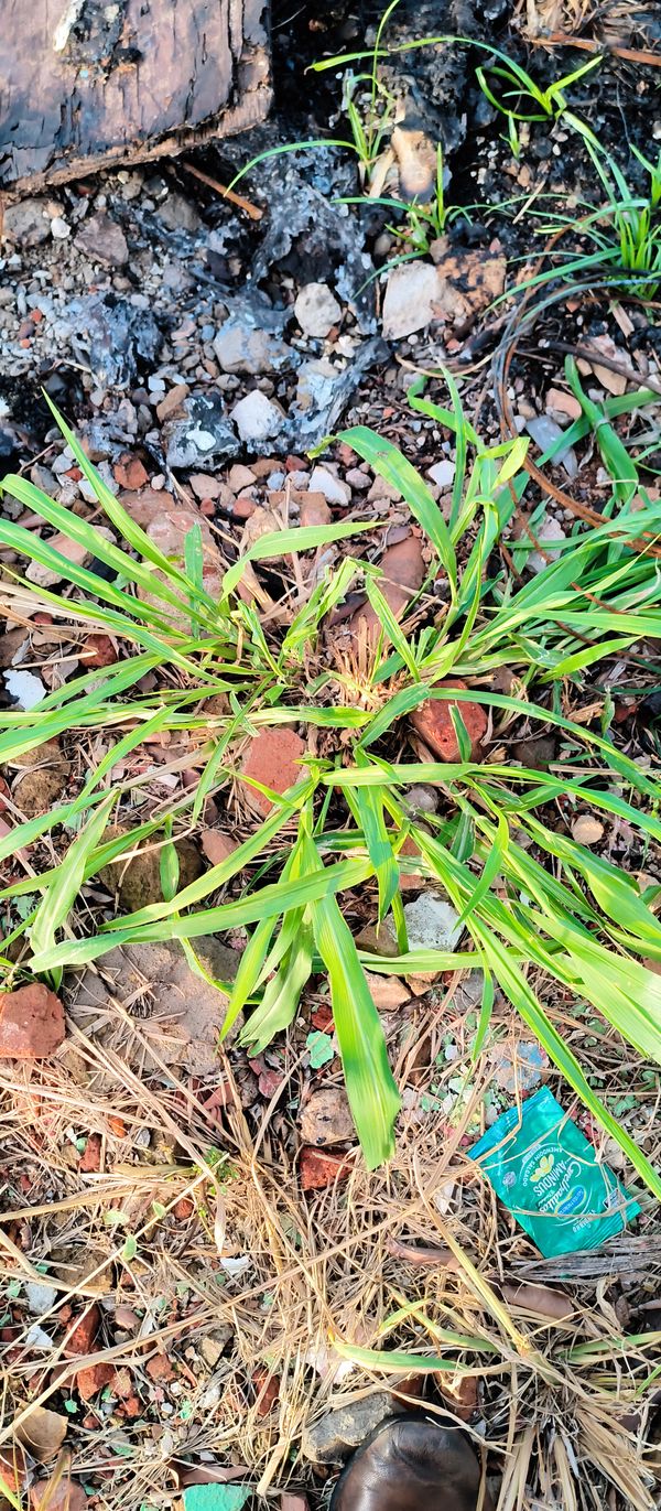 Identificação da planta Sem nome popular por foto