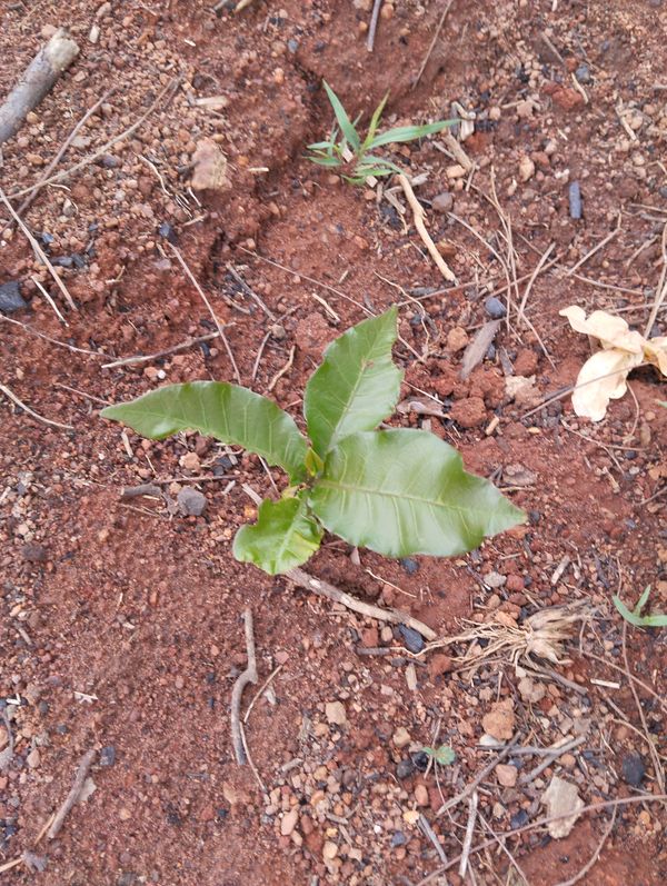 Identificação da planta Caju por foto
