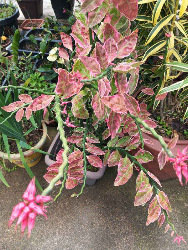 Identificação da planta Dois Amores por foto