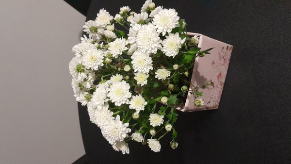 Identificação da planta Crisântemo por foto